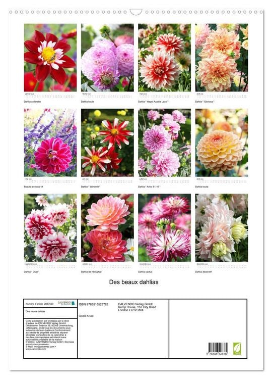 Produktbild: Des beaux dahlias (Calendrier mural 2026 DIN A2 horizontal), CALVENDO calendrier mensuel