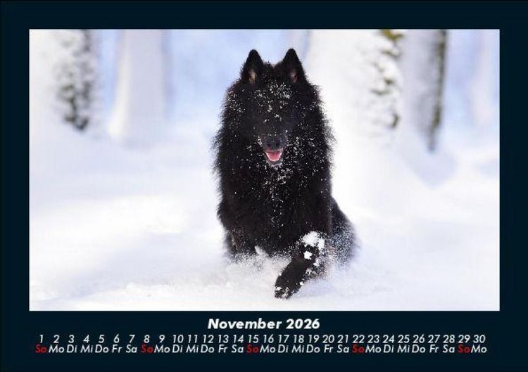 Produktbild: Hundezauber 2026 Fotokalender DIN A5