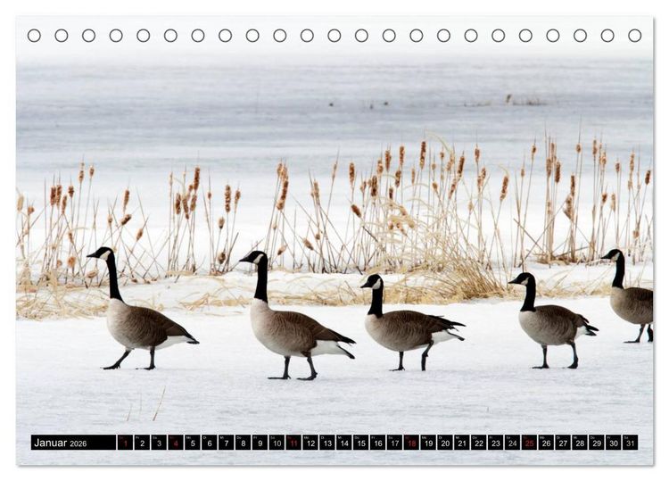 Produktbild: KANADA-GANS - Der 'hupende' Vogel (Tischkalender 2026 DIN A5 quer), CALVENDO Monatskalender