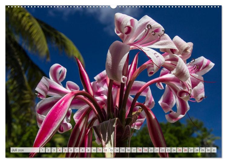 Produktbild: Inseln, Licht und Meer - die Seychellen (Wandkalender 2026 DIN A2 quer), CALVENDO Monatskalender