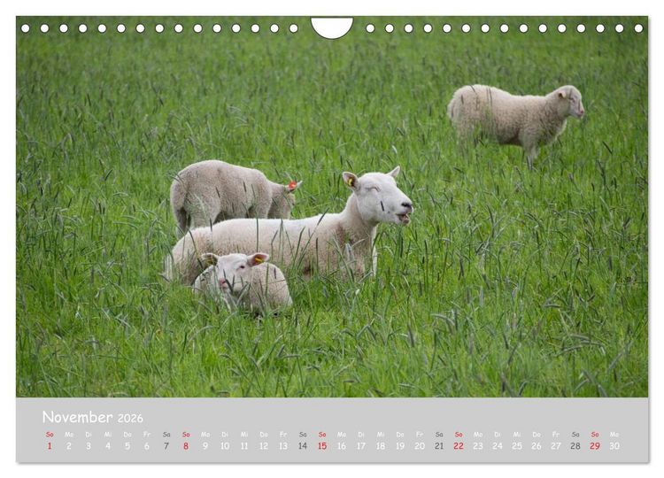 Produktbild: Ganz sch&ouml;n Schaf (Wandkalender 2026 DIN A4 quer), CALVENDO Monatskalender