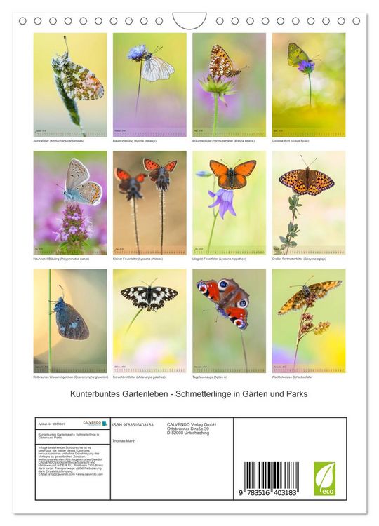Produktbild: Kunterbuntes Gartenleben - Schmetterlinge in G&auml;rten und Parks (Wandkalender 2026 DIN A4 hoch), CALVENDO Monatskalender