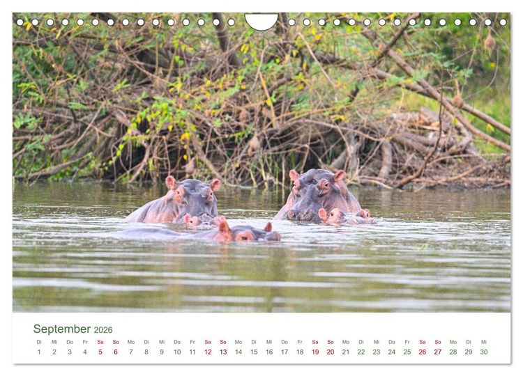 Produktbild: Tierwelten UGANDA (Wandkalender 2026 DIN A4 quer), CALVENDO Monatskalender