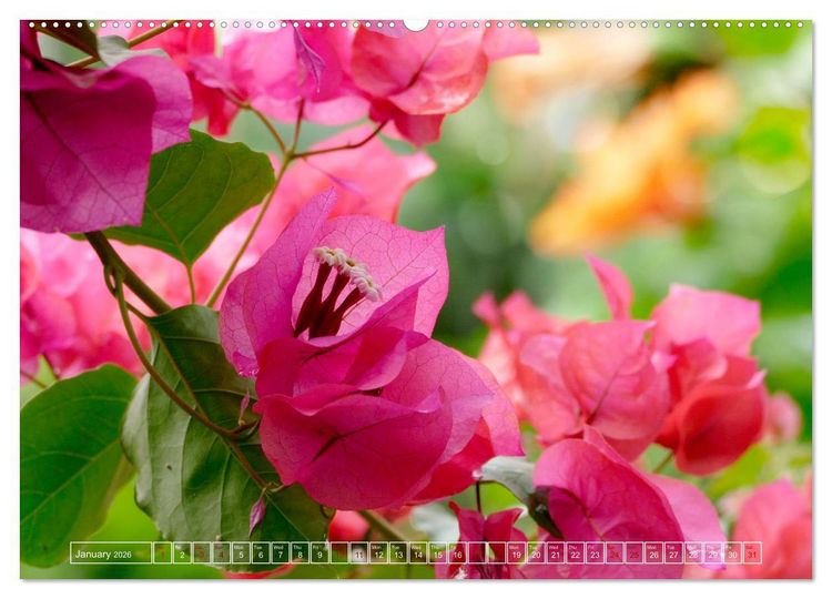 Produktbild: Blooming beauties (Wall Calendar 2026 DIN A2 landscape), CALVENDO 12 Month Wall Calendar