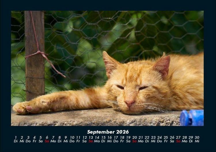 Produktbild: Katzen 2026 Fotokalender DIN A4