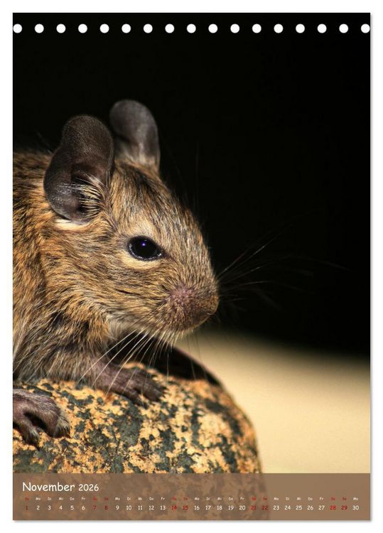 Produktbild: Degus - Winzlinge mit gro&szlig;em Herz (Tischkalender 2026 DIN A5 hoch), CALVENDO Monatskalender