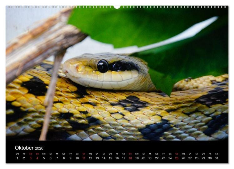 Produktbild: Schlangen (hochwertiger Premium Wandkalender 2026 DIN A2 quer), Kunstdruck in Hochglanz