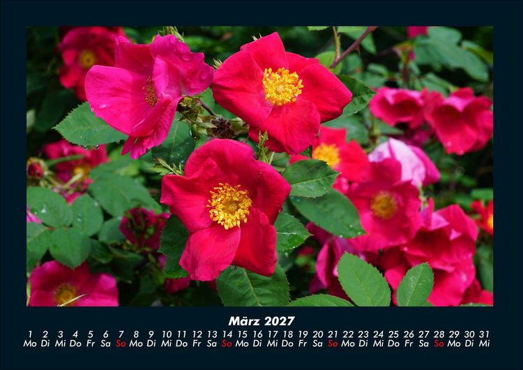Produktbild: Blumentr&auml;ume 2027 Fotokalender DIN A4