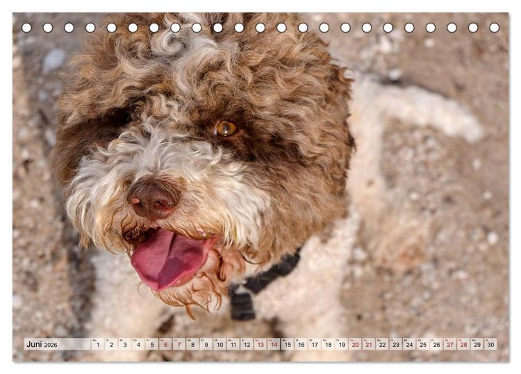 Produktbild: Lagotto Romagnolo in den Alpen 2026 (Tischkalender 2026 DIN A5 quer), CALVENDO Monatskalender