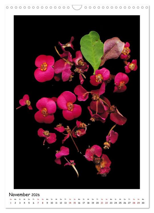 Produktbild: Bl&uuml;ten, toxisch aber wundersch&ouml;n (Wandkalender 2026 DIN A3 hoch), CALVENDO Monatskalender