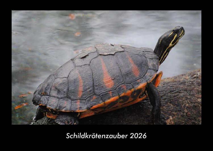 Produktbild: Schildkr&ouml;tenzauber 2026 Fotokalender DIN A3