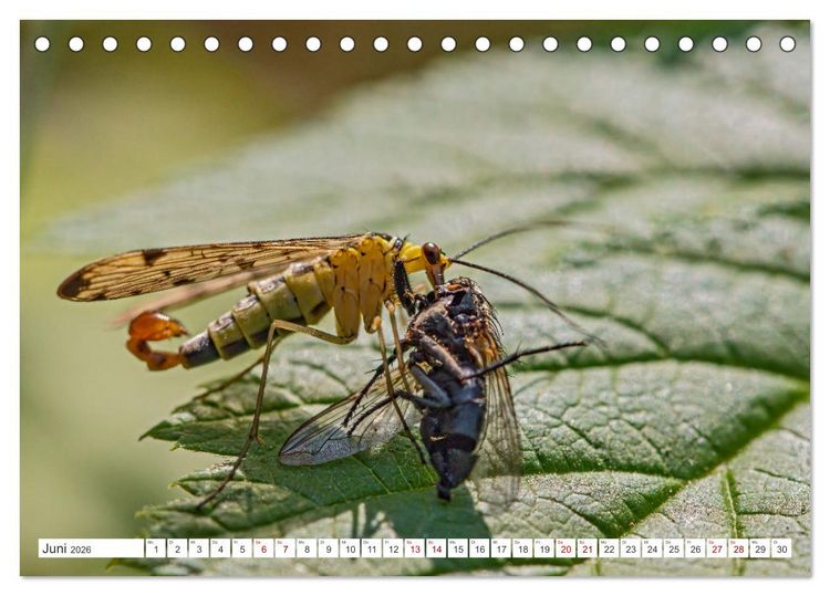 Produktbild: Ungeliebte Sch&ouml;nheiten - die faszinierende Welt unserer heimischen Fliegen (Tischkalender 2026 DIN A5 quer), CALVENDO Monatskalender