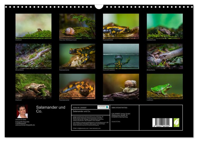 Produktbild: Salamander und Co. (Wandkalender 2026 DIN A3 quer), CALVENDO Monatskalender