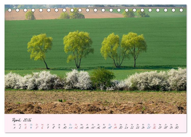 Produktbild: Wald und Baum 2026 (Tischkalender 2026 DIN A5 quer), CALVENDO Monatskalender