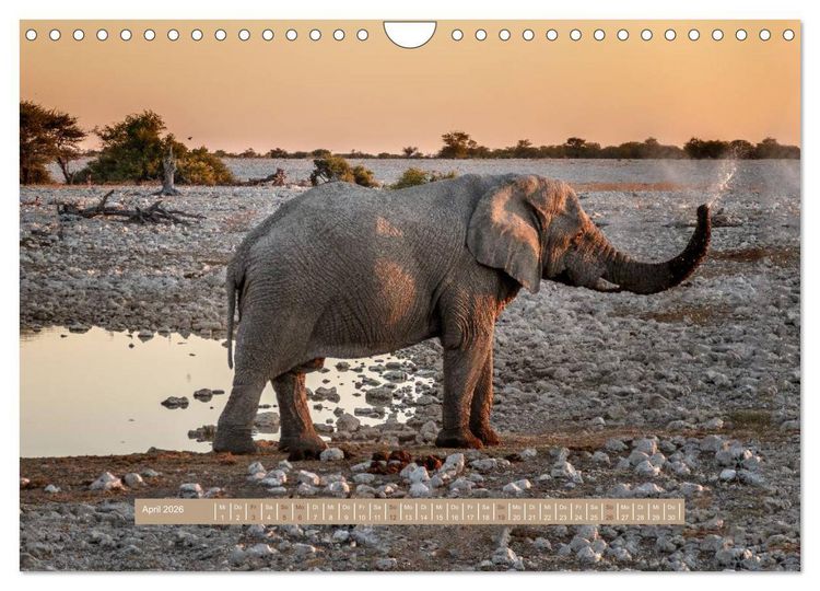 Produktbild: Afrikas Tierwelt - Wilde Elefanten (Wandkalender 2026 DIN A4 quer), CALVENDO Monatskalender