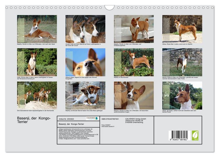 Produktbild: Basenji, der Kongo-Terrier (Wandkalender 2026 DIN A3 quer), CALVENDO Monatskalender