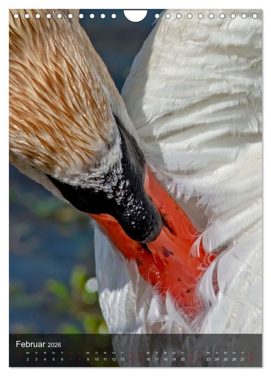 Produktbild: Der Schwan (Wandkalender 2026 DIN A4 hoch), CALVENDO Monatskalender