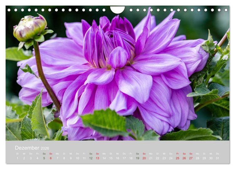 Produktbild: Dahlien - Prachtvolle Bl&uuml;ten des Sp&auml;tsommers (Wandkalender 2026 DIN A4 quer), CALVENDO Monatskalender