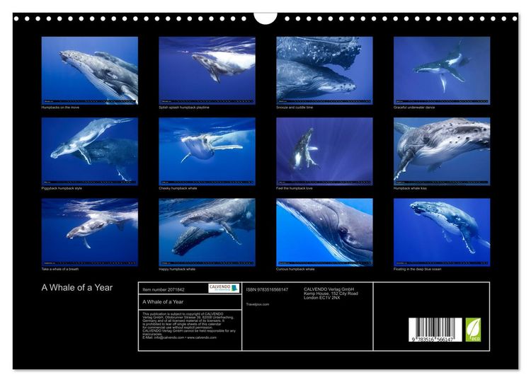Produktbild: A Whale of a Year (Wall Calendar 2026 DIN A3 landscape), CALVENDO 12 Month Wall Calendar