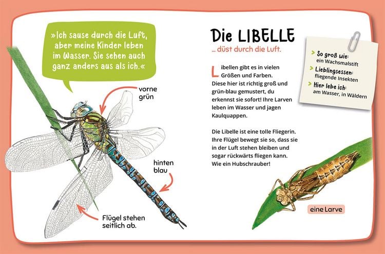 Produktbild: Mein erster Naturführer, Was krabbelt denn da?