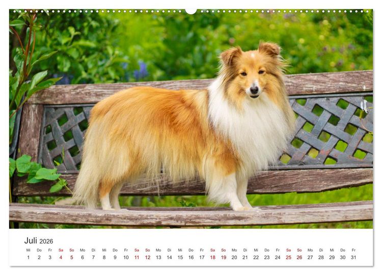 Produktbild: Shelties - Die zuckers&uuml;&szlig;en Vierbeiner. (hochwertiger Premium Wandkalender 2026 DIN A2 quer), Kunstdruck in Hochglanz