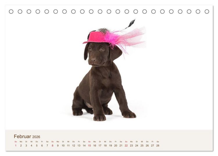 Produktbild: Labrador - Welpen (Tischkalender 2026 DIN A5 quer), CALVENDO Monatskalender