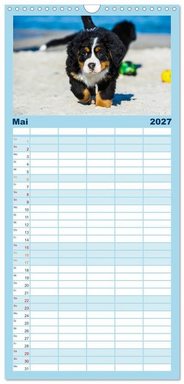 Produktbild: Familienplaner 2027 - Seeb&auml;rchen entdecken die Welt - Berner Sennenhunde mit 5 Spalten (Wandkalender, 21 x 45 cm) CALVENDO