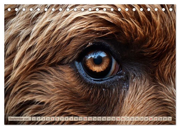 Produktbild: Schau mir ins Auge (Tischkalender 2026 DIN A5 quer), CALVENDO Monatskalender