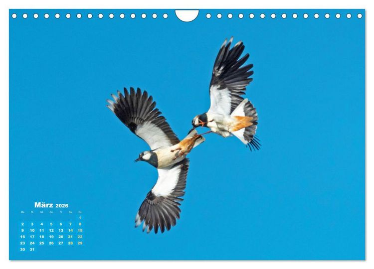 Produktbild: V&ouml;gel in unserer Heimat: Kiebitz, Wiedehopf und Turteltaube (Wandkalender 2026 DIN A4 quer), CALVENDO Monatskalender