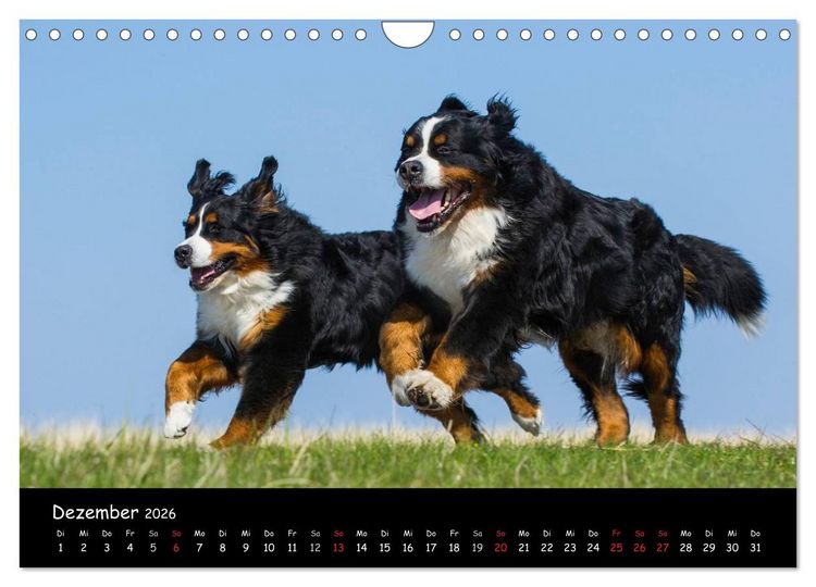 Produktbild: Berner Sennenhund 2026 (Wandkalender 2026 DIN A4 quer), CALVENDO Monatskalender