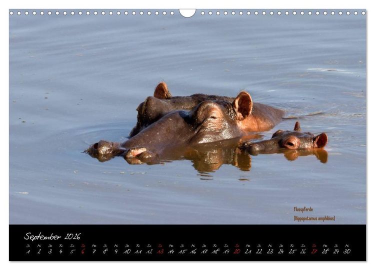 Produktbild: Faszination Afrika - wilde Tiere der Masai Mara - Kenia (Wandkalender 2026 DIN A3 quer), CALVENDO Monatskalender