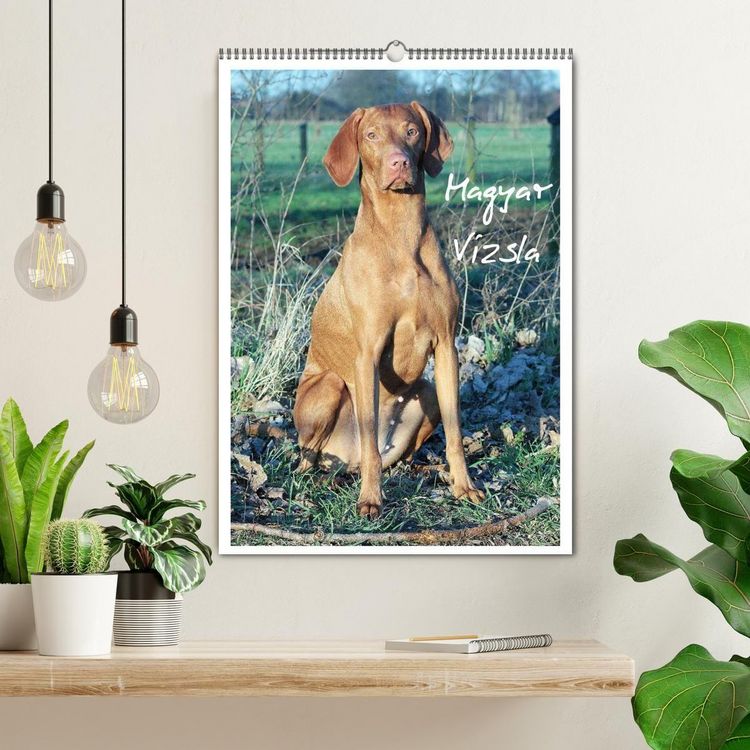 Produktbild: Magyar Vizsla (Wandkalender 2027 DIN A2 hoch), CALVENDO Monatskalender