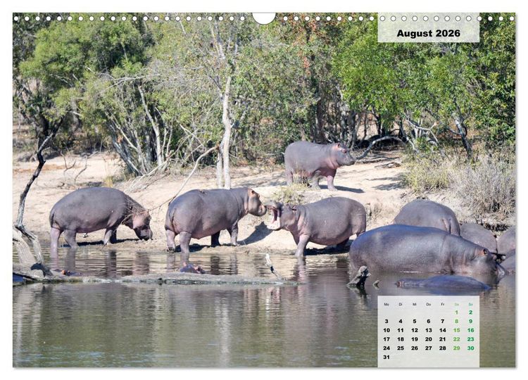 Produktbild: Nilpferde, Kolosse im Wasser (Wandkalender 2026 DIN A3 quer), CALVENDO Monatskalender
