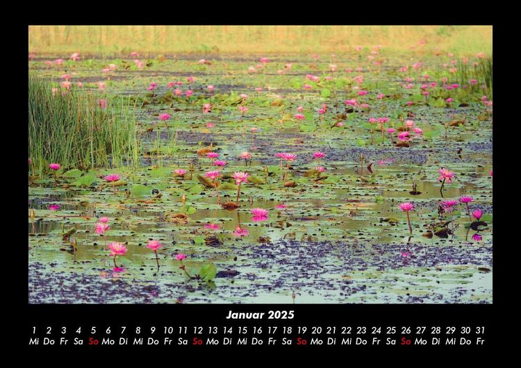Produktbild: Rosen-Kalender 2025 Fotokalender DIN A3