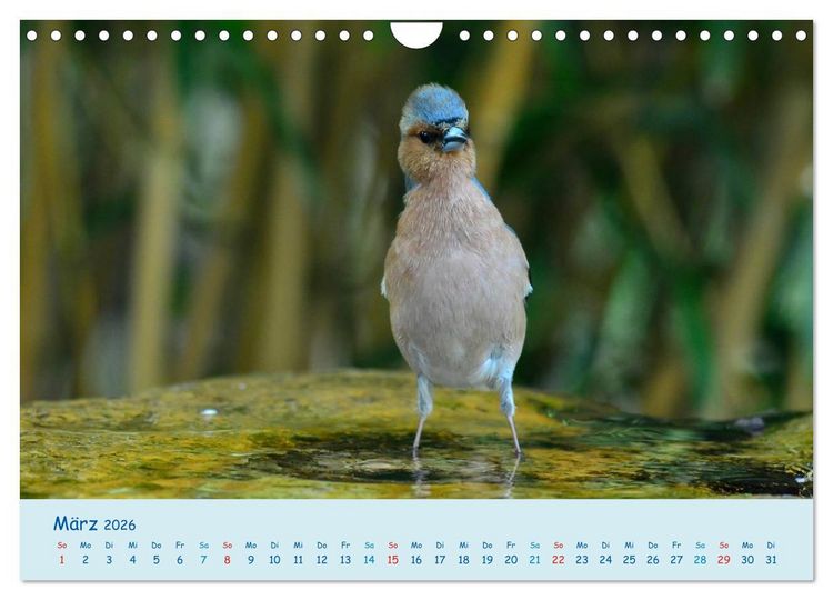 Produktbild: Sommer am Pool - Singv&ouml;gel an der Badestelle (Wandkalender 2026 DIN A4 quer), CALVENDO Monatskalender