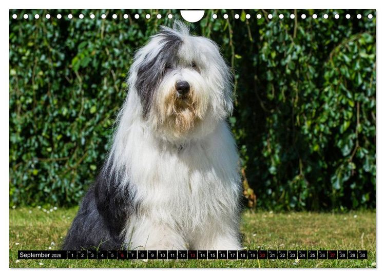 Produktbild: Traumhund Bobtail (Wandkalender 2026 DIN A4 quer), CALVENDO Monatskalender