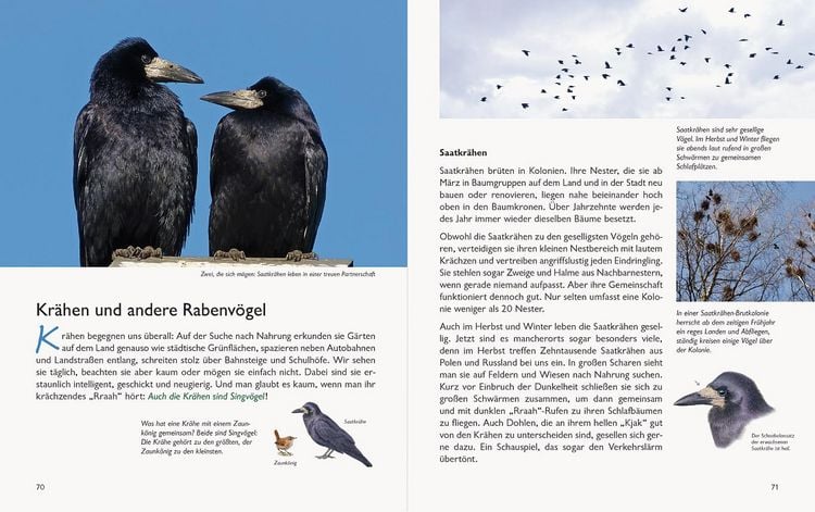 Produktbild: Wawra's Naturbuch &ndash; Unserer Natur auf der Spur, Bd. 1: S&auml;ugetiere, V&ouml;gel, Reptilien, Amphibien