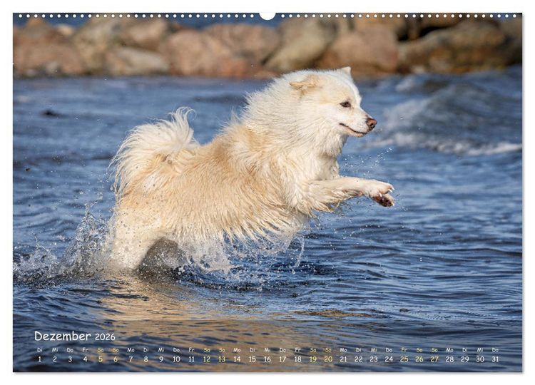 Produktbild: Mein isl&auml;ndischer Wasserhund (Wandkalender 2026 DIN A2 quer), CALVENDO Monatskalender