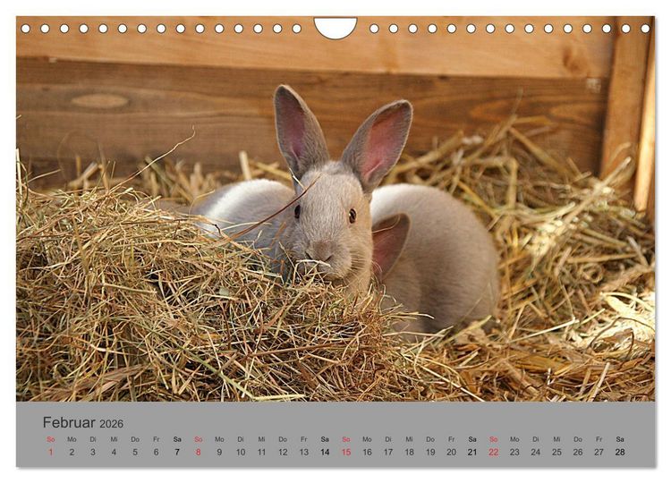 Produktbild: Rex - Kaninchen (Wandkalender 2026 DIN A4 quer), CALVENDO Monatskalender