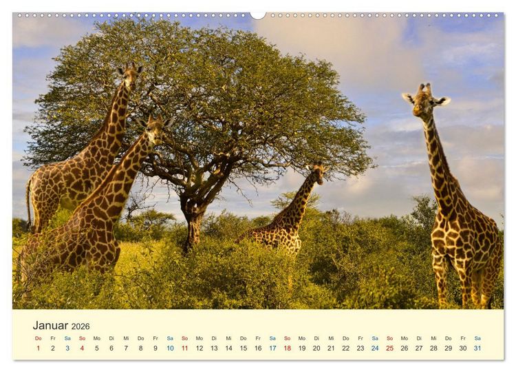 Produktbild: Safari in Kenia (Wandkalender 2026 DIN A2 quer), CALVENDO Monatskalender