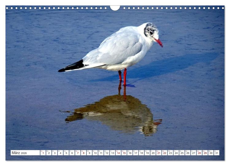 Produktbild: Lachm&ouml;wen an der Ostsee (Wandkalender 2026 DIN A3 quer), CALVENDO Monatskalender