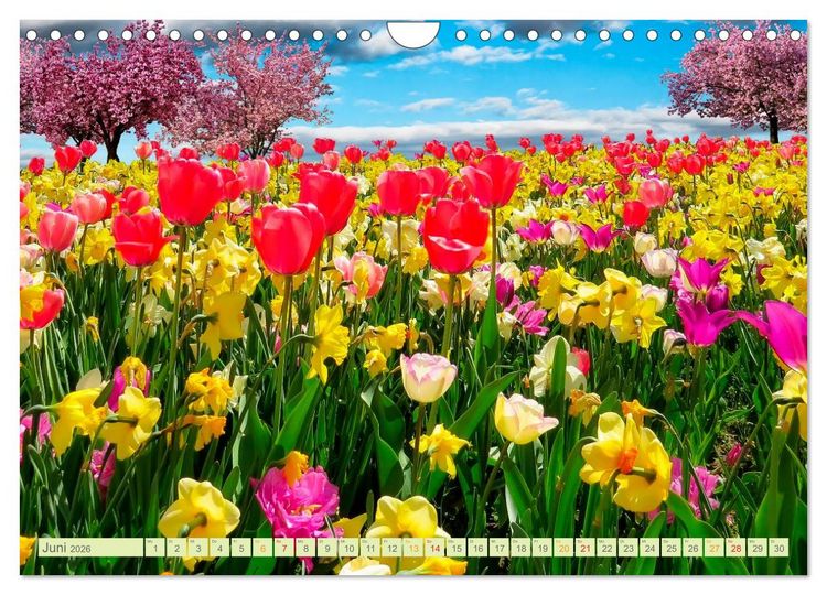 Produktbild: Blumenwiesen &ndash; ein bl&uuml;tenzauberhaftes Jahr (Wandkalender 2026 DIN A4 quer), CALVENDO Monatskalender