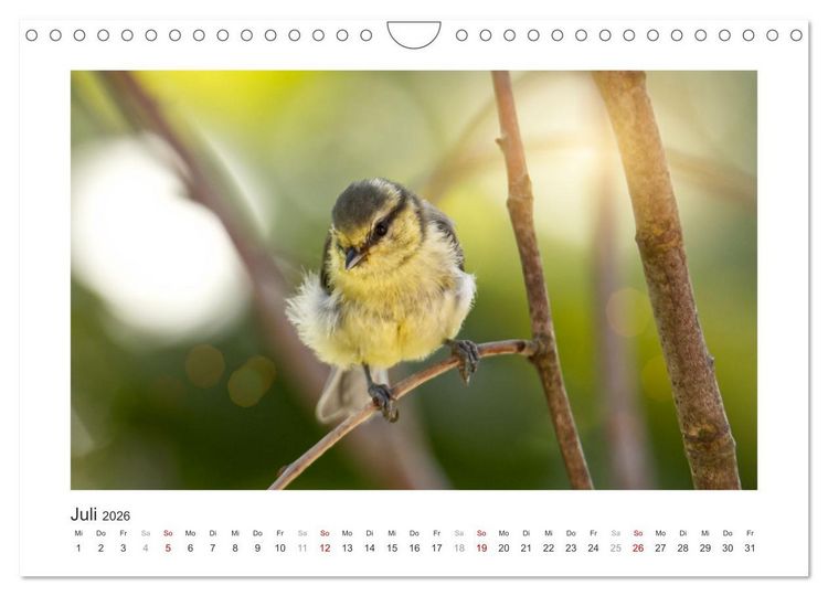 Produktbild: Gefiederte Garteng&auml;ste, Blaumeisen (Wandkalender 2026 DIN A4 quer), CALVENDO Monatskalender