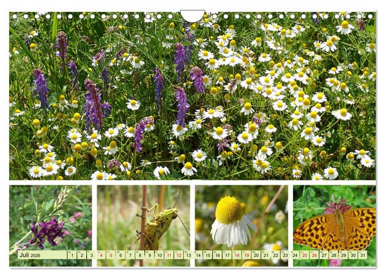 Produktbild: Bl&uuml;tenmeer am Wegesrand (Wandkalender 2026 DIN A4 quer), CALVENDO Monatskalender