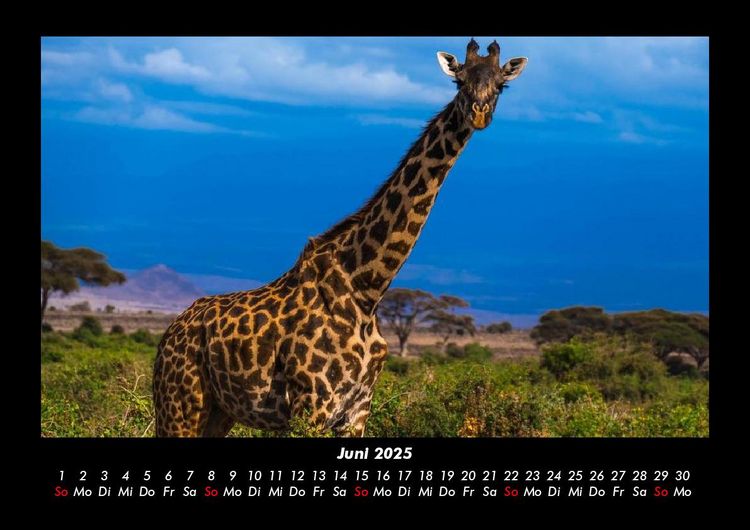 Produktbild: Giraffen 2025 Fotokalender DIN A3