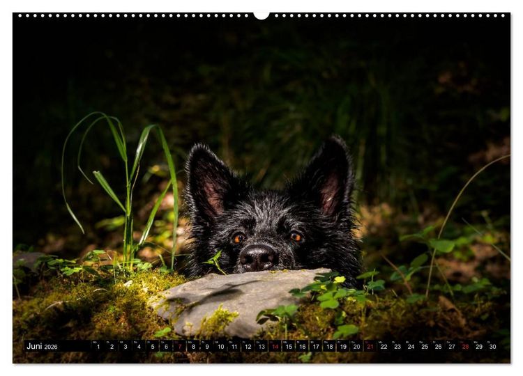 Produktbild: Schwarz ist sch&ouml;n! Der lackschwarze altdeutsche Sch&auml;ferhund (hochwertiger Premium Wandkalender 2026 DIN A2 quer), Kunstdruck in Hochglanz