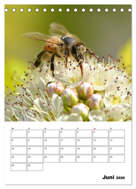 Produktbild: Hummeln und Bienen Terminplaner (Tischkalender 2026 DIN A5 hoch), CALVENDO Monatskalender