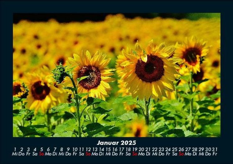 Produktbild: Blumentr&auml;ume 2025 Fotokalender DIN A5