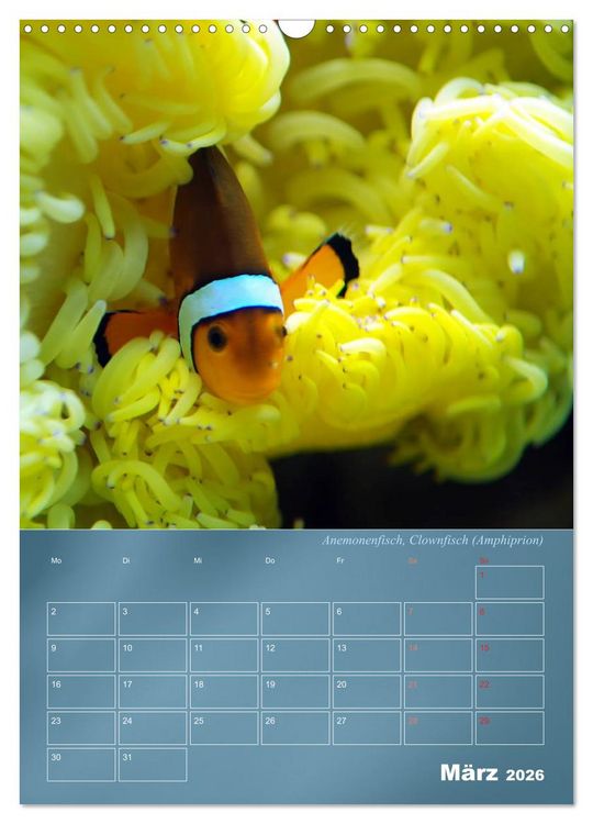 Produktbild: Bunte Riffbewohner - Fische, Anemonen und noch viel mehr (Wandkalender 2026 DIN A3 hoch), CALVENDO Monatskalender