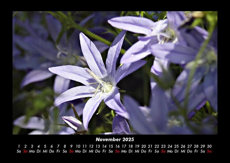 Produktbild: Pflanzen und Bl&uuml;ten 2025 Fotokalender DIN A3